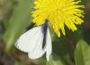 Pieris napi
